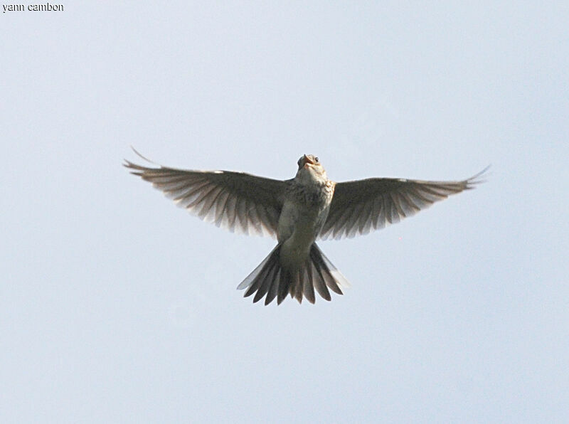 Eurasian Skylark male adult breeding, Flight, courting display, song