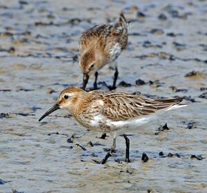 Dunlin
