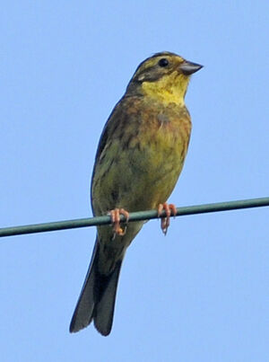 Bruant jaune
