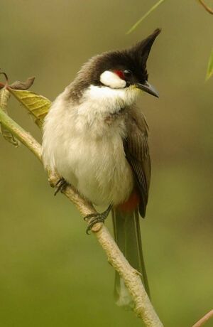 Bulbul orph�e