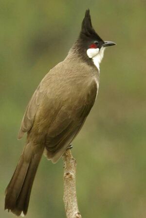 Bulbul orph�e
