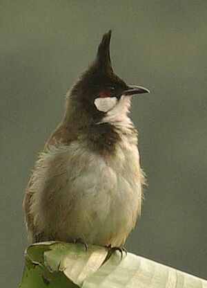 Bulbul orph�e