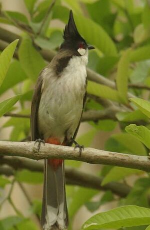 Bulbul orph�e