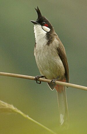 Bulbul orph�e