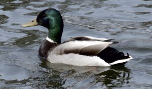 Mallard