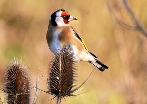 European Goldfinch