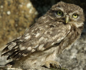 Little Owl