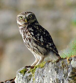 Little Owl