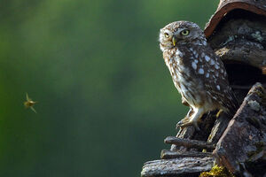 Little Owl