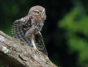 Little Owl
