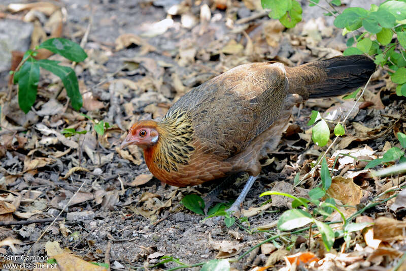 Red Junglefowl female adult, identification