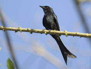 Drongo royal