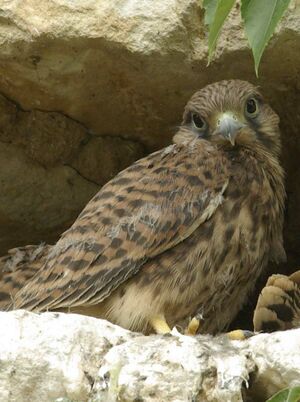 Common Kestrel 
&copy; Yann Cambon
