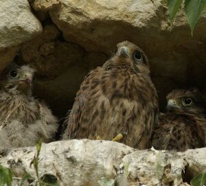 Common Kestrel 
&copy; Yann Cambon