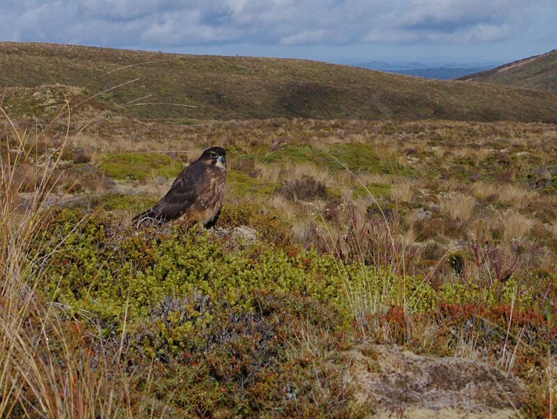 New Zealand Falconimmature