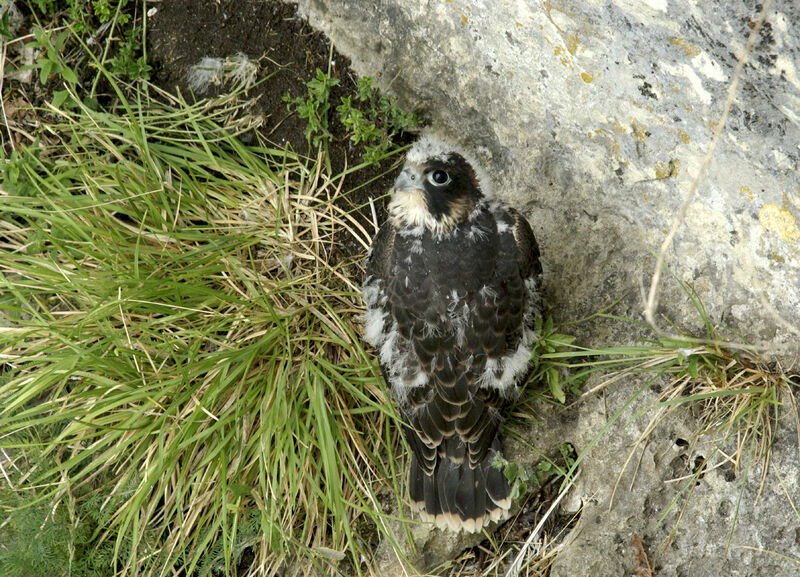 Peregrine Falcon female juvenile