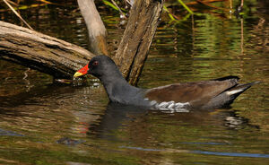 Common Moorhen