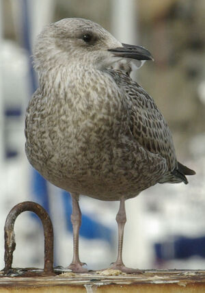 European Herring Gull 
&copy; Yann Cambon