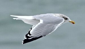 European Herring Gull 
&copy; Yann Cambon