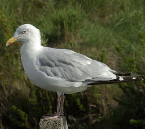 European Herring Gull 
&copy; Yann Cambon