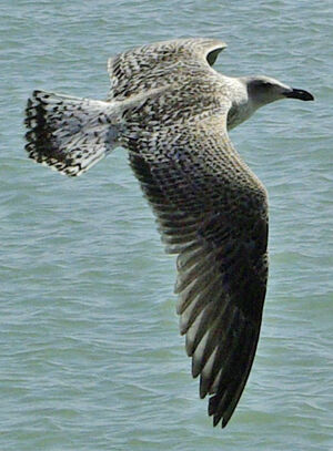 European Herring Gull 
&copy; Yann Cambon