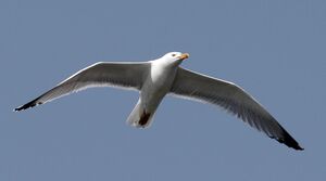 European Herring Gull 
&copy; Yann Cambon