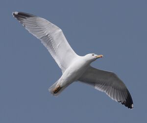 European Herring Gull 
&copy; Yann Cambon