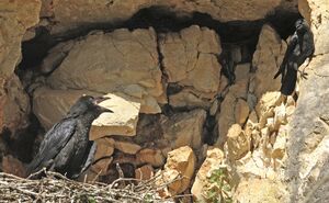 Northern Raven