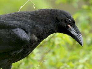 Northern Raven