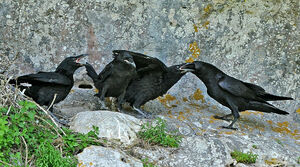 Northern Raven