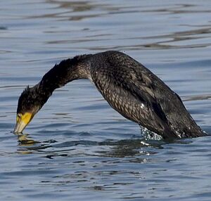 Great Cormorant
