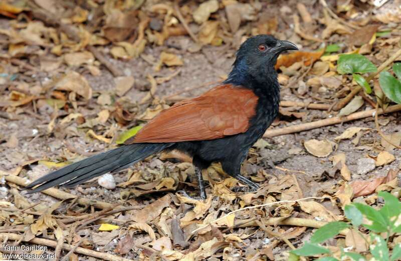 Grand Coucal, identification