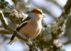 Hawfinch 
&copy; Yann Cambon