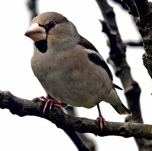 Hawfinch
