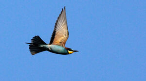 European Bee-eater