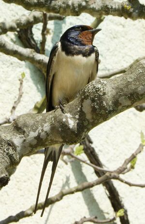 Barn Swallow 
&copy; Yann Cambon