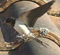 Barn Swallow