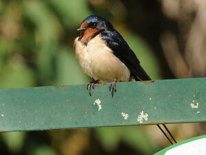 Barn Swallow