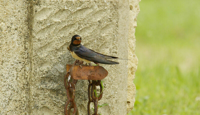 Barn Swallow male adult breeding