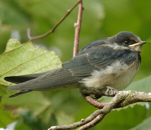 Barn Swallow