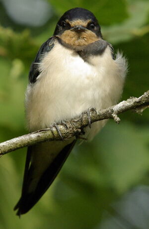 Barn Swallow