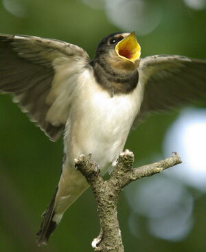 Barn Swallow