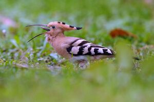 Eurasian Hoopoe 
&copy; Yann Cambon