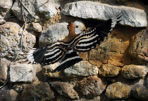 Eurasian Hoopoe 
&copy; Yann Cambon