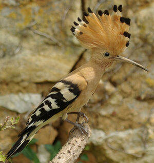 Eurasian Hoopoe 
&copy; Yann Cambon
