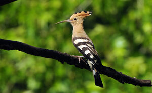 Eurasian Hoopoe 
&copy; Yann Cambon