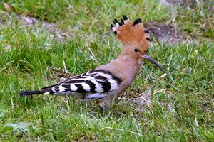 Eurasian Hoopoe 
&copy; Yann Cambon