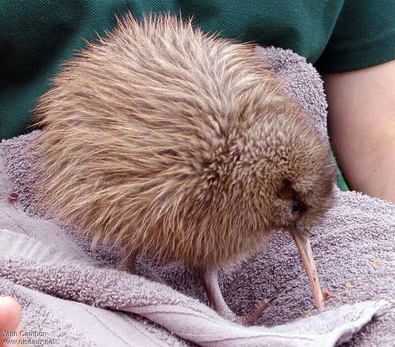 Kiwi australjuvénile, identification