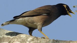 Common Myna