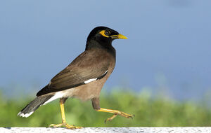 Common Myna